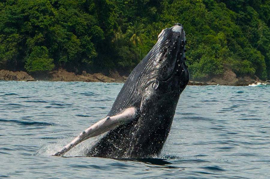 Half-Day Snorkel & Sunset Tour